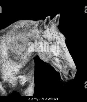 black lusitano horse