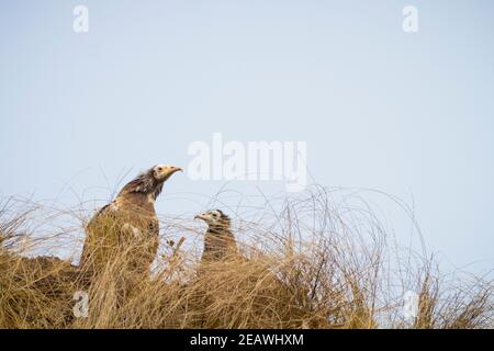 Egyptian Vulture (Neophron percnopterus) juveniles perched on ground. Pokhara. Nepal. Stock Photo