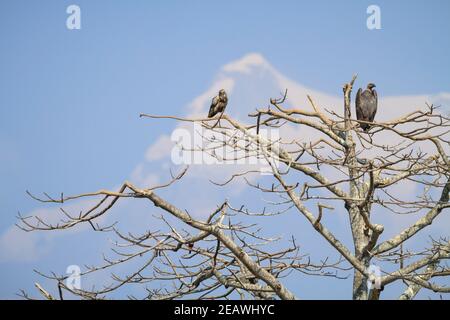 Juvenile Egyptian Vulture (Neophron percnopterus) and juvenile White-rumped Vulture (Gyps bengalensis) both perched on tree. Pokhara. Nepal. Stock Photo