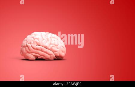 Human brain anatomy, 3D illustration Stock Photo - Alamy
