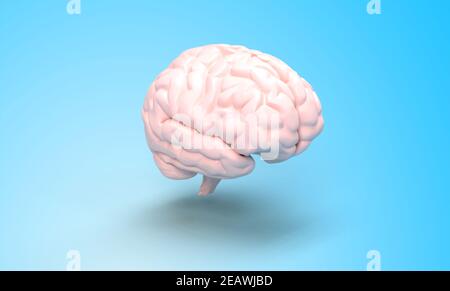 3d rendering illustration of human brain Stock Photo - Alamy