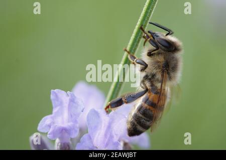 Apis mellifera, closeup of european honey bee sitting on lavender blossom Stock Photo