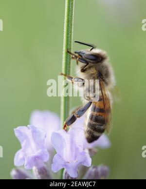 Apis mellifera, macro shot of european honey bee sitting on lavender blossom Stock Photo