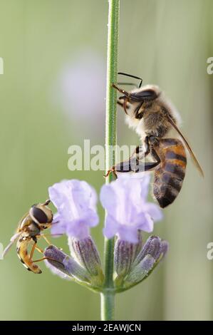 Closeup of European honey bee and hoverfly sitting together on lavender blossom Stock Photo