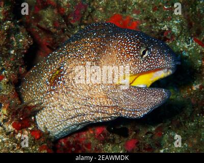 Large moray eel coming out at diver, Tofo, Mozambique Stock Photo