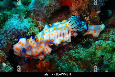 Amazing colours on fast moving nudi Stock Photo