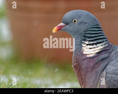 A woodpigeon (Columba palumbus) in a rural garden in Wakefield, West Yorkshire during a snow fall. Stock Photo