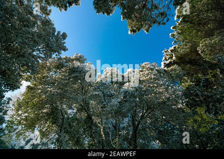 Snowy trees and clear sky in the forest at winter. winter background phoro. Winter theme. Snowy trees background. Stock Photo
