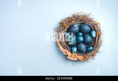 Blue eggs in a nest on a blue background. Top view, with space to copy. Stock Photo