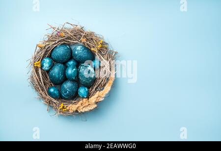 A nest with blue chicken and quail eggs on a blue background. Stock Photo
