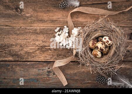Quail eggs in a nest with flowers and a ribbon on a wooden background. Stock Photo