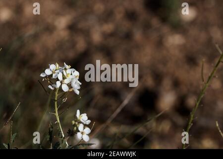 White flowers of the herbaceous plant white rocket or Diplotaxis erucoides, with petals arranged in a cross, on a dark earth-colored background and wi Stock Photo