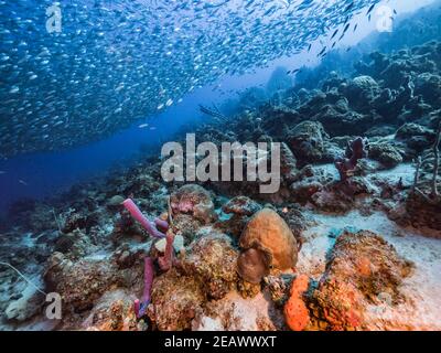 Seascape in coral reef of Caribbean Sea, Curacao with Bait Ball, School of fish, coral and sponge Stock Photo