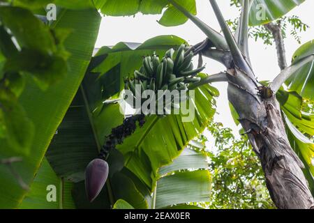 Banana 'tree' showing fruit and inflorescence Musa balbisiana Stock Photo