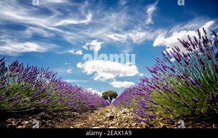 a row of lavender plants taken at ground level with a holm oak in the background, lavender and lavandin fields in Brihuega, Guadalajara, Spain, panora Stock Photo