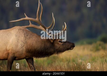 Rocky Mountain Bull Elk closeup with antlers side profile Stock Photo