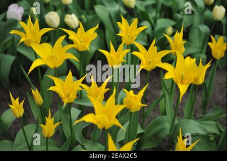 Yellow lily-flowered tulips (Tulipa) Flashback bloom in a garden in April Stock Photo