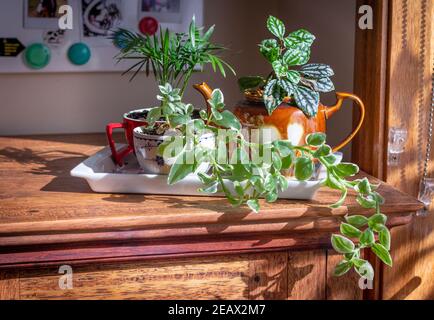 house plants grown in recycled cups, mug and tea pot displayed on a tray near a sunny window, recycle, reuse, up cycle for sustainable living