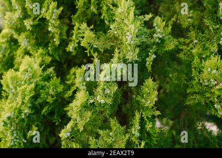 A close-up of the branches of an eastern thuja with blue ripening cones. Stock Photo