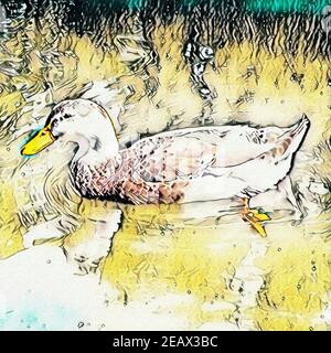 Wild duck on the pond summer. White duck swimming in the lake. Duck swimming in the water. Illustration. Stock Photo