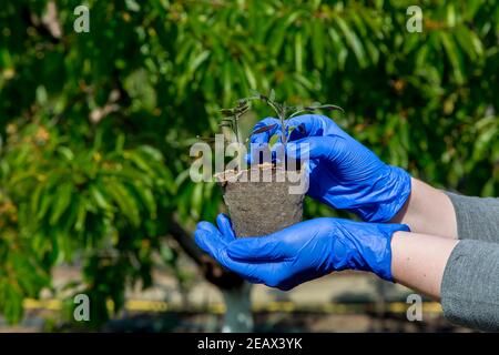 hands in gloves holding seedling of plant with green leaves in eco organic flowerpot, closeup care growth tomato concept on theme of agriculture farmi Stock Photo