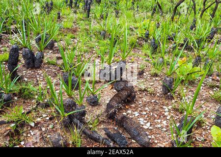 Canela de Ema plants, burned and growing, fire-resistant plant that goes into self-combustion. Plants of the Brazilian Cerrado at Capitólio MG. Stock Photo