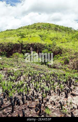 Vegetation of the Brazilian Cerrado on the hills of Capitólio, Minas Gerais state. Burned Canela de Ema plants on foreground, native plant of Cerrado. Stock Photo