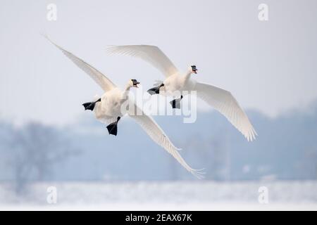 Pair of Trumpeter swans (Cygnus buccinator) landing on St. Croix River, WI, USA, by Dominique Braud/Dembinsky Photo Assoc