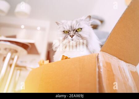 Beautiful grey cat sitting in a cardboard box. Cat loves to chill in box. Stock Photo