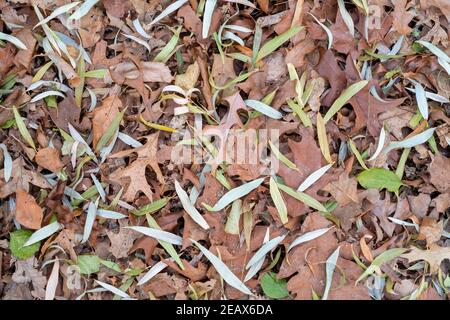 Willow, oak, elm, buckthorn leaves on forest floor, late Autumn, MN, USA, by Dominique Braud/Dembinsky Photo Assoc Stock Photo