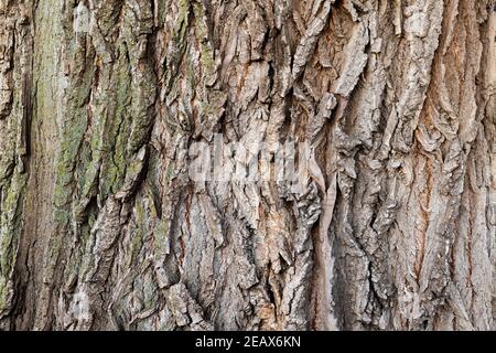 Eastern Cottonwood tree bark (Populus deltoides), E USA, by Dominique Braud/Dembinsky Photo Assoc Stock Photo