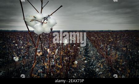 A drab winter day at a cotton field in Socorro, Texas near El Paso. Stock Photo