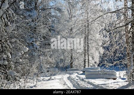 Narrow path in snowdrift in a park with tall frozen trees on a sunny February day Stock Photo