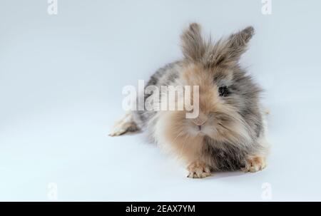Isolated shot on white background of a lionhead cute rabbit in the studio Stock Photo