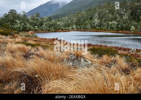 Lake surrounded by tussock grass and beech forest decorated with moss on the St James Track in the Lewis Pass of New Zealand's Southern Alps Stock Photo