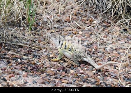 Eastern Collared Lizard (Crotaphytus collaris) Stock Photo