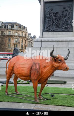 London, UK. 10th Feb, 2021. A statue of an Ox seen in London's Trafalgar Square ahead of Chinese New Year which will be the Year of the Ox. Credit: SOPA Images Limited/Alamy Live News Stock Photo