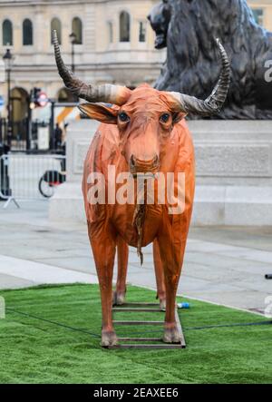 London, UK. 10th Feb, 2021. A statue of an Ox seen in London's Trafalgar Square ahead of Chinese New Year which will be the Year of the Ox. Credit: SOPA Images Limited/Alamy Live News Stock Photo