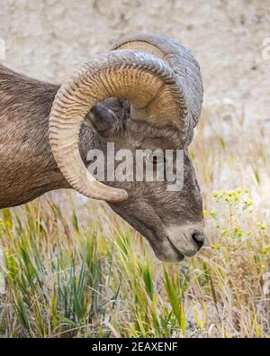Bighorn sheep in South Dakota eating grass in South Dakota Stock Photo