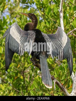 Anhinga sunning on a tree branch in Florida also known as snakebird, darter, American darter, or water turkey. Stock Photo