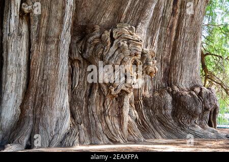 Árbol del Tule / Tree of Tule in Oaxaca, Mexico Stock Photo