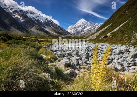 Aoraki Mt Cook viewed from the Hooker River in the Hooker Valley, Mt Cook National Park; the spikey flower is a Golden Spaniard Stock Photo