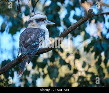 Blue-winged Kookaburra Stock Photo