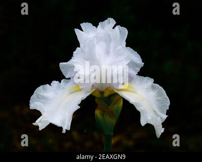 Bright White Iris Stock Photo