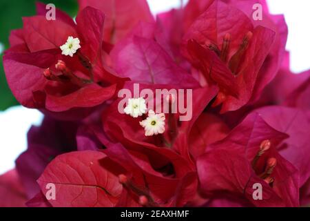 Close up of Bougainvillea Flowers. Inflorescence consists of large bright red bracts which surround three simple waxy flowers. Stock Photo