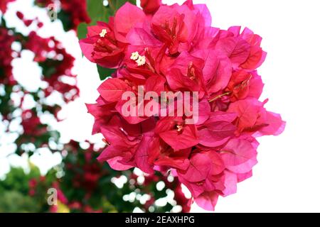 Blooming Bougainvillea bouquet on tree. Bougainvillea flowers and floral background. Stock Photo