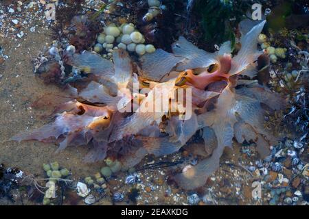 Beauty In Seaweed Stock Photo