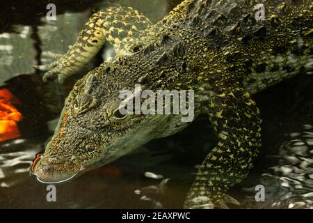 Cuban crocodile (Crocodylus rhombifer) a single Cuban crocodile half in the water Stock Photo