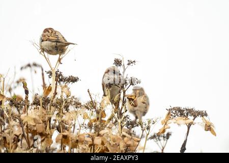 Portrait of three sparrows sitting on a hydrangea branch. Two blurred sparrows an one sharp in the middle, close-up against a white sky. copy-space Stock Photo