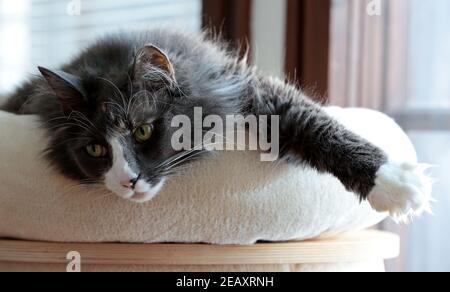A norwegian forest cat female resting next to a window Stock Photo